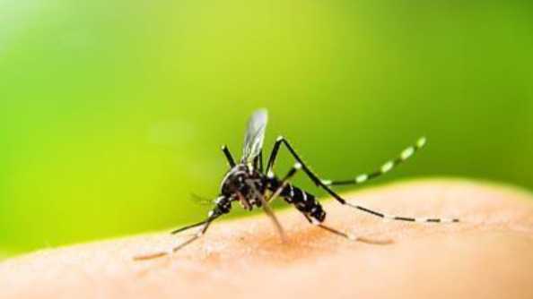  虫媒传染病防控新标尺：从监测到法定管理的深度演进 新闻 虫媒传染病防控新标尺：从监测到法定管理的深度演进 新闻