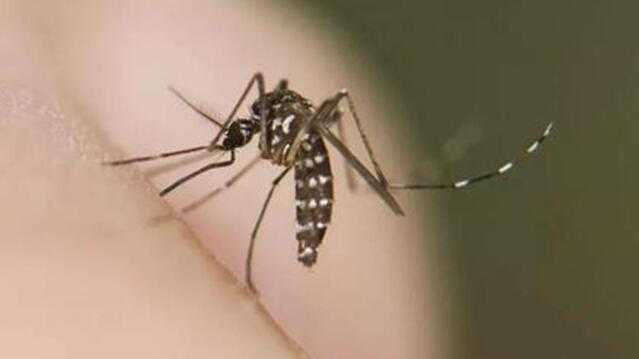  虫媒传染病防控新标尺：从监测到法定管理的深度演进 新闻 虫媒传染病防控新标尺：从监测到法定管理的深度演进 新闻