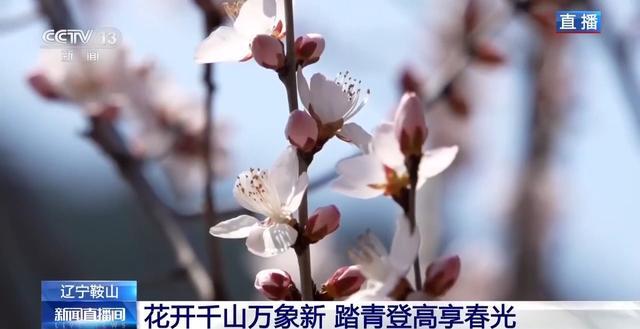  千万级客流背后的自然奇观：揭秘千山春日生态与地质奥秘 文化旅游