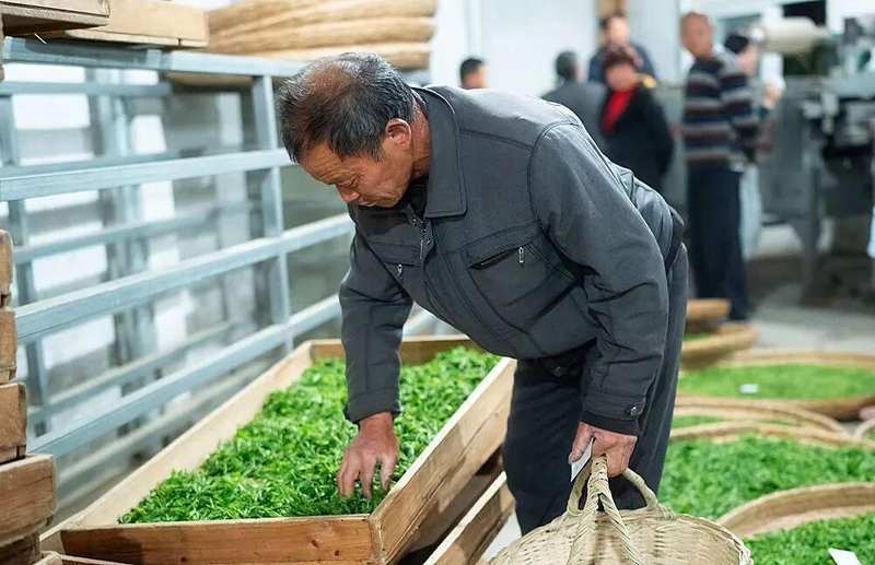  技术赋能传统茶产业：唐湾镇茶产业链深度解构 文化旅游