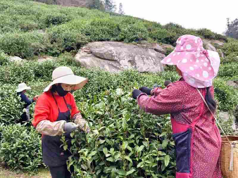  技术赋能传统茶产业：唐湾镇茶产业链深度解构 文化旅游