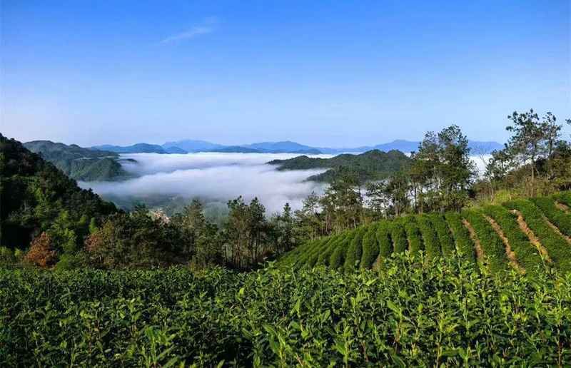  技术赋能传统茶产业：唐湾镇茶产业链深度解构 文化旅游